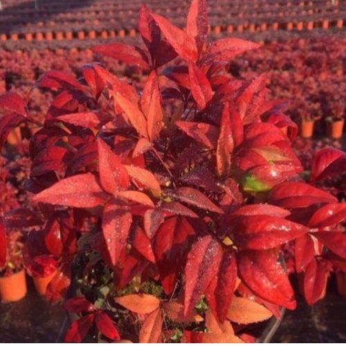 泰安东枫园林苗木有限公司公司概况