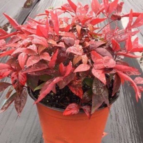 泰安东枫园林苗木有限公司公司概况