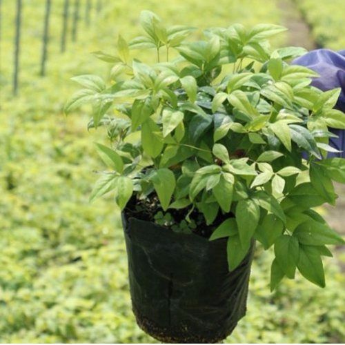 泰安东枫园林苗木有限公司公司概况