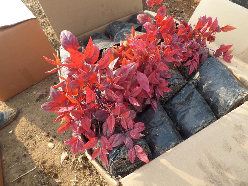 紫薇花瓶|火焰南天竹|丛生红点红枫|火焰卫矛的生长习性-泰安东枫园林苗木有限公司