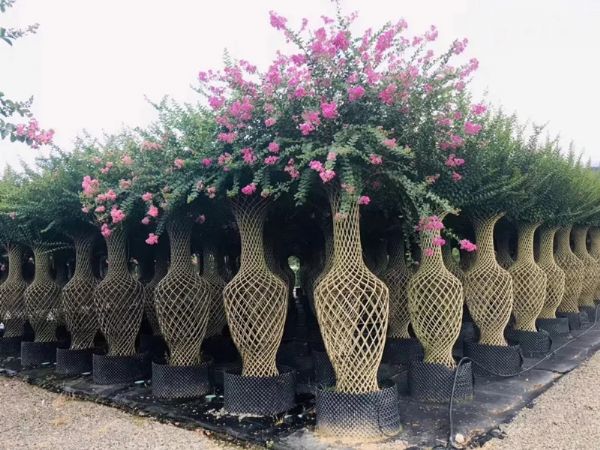 关于美国紫薇、紫薇花瓶、紫薇造型点击了解更多详情