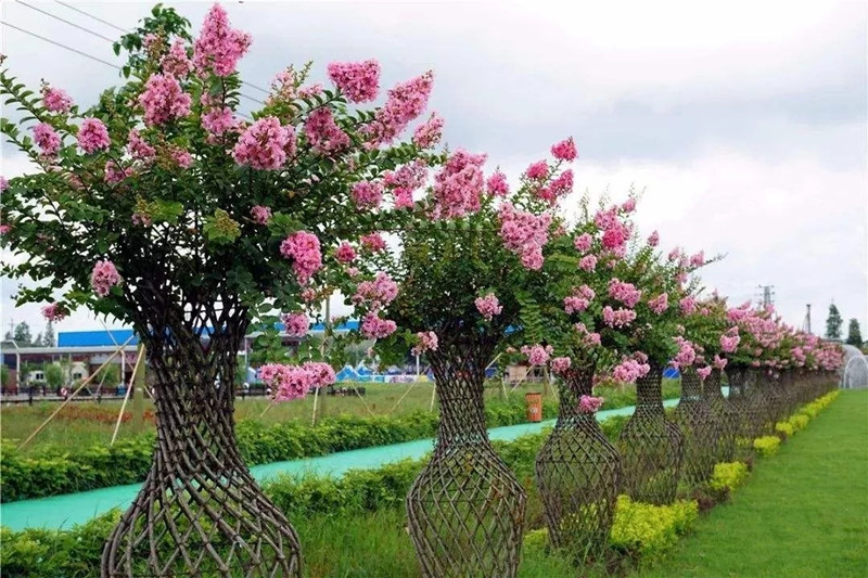 【紫薇造型树】紫薇花瓶——泰安东枫园林苗木有限公司