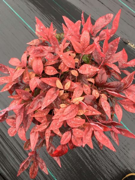 火焰南天竹日常养护注意事项