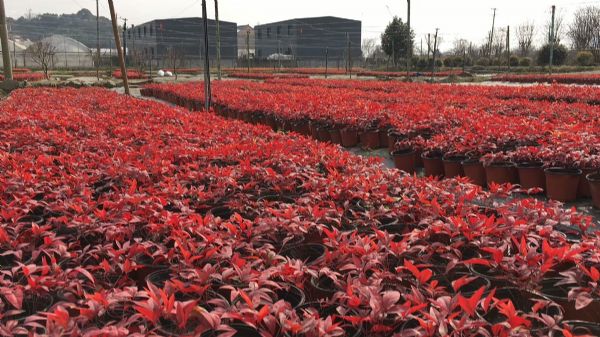 火焰南天竹 | 泰安东枫园林苗木有限公司