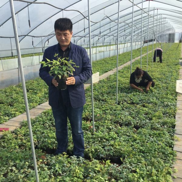 新品火焰南天竹未来市场及发展前景