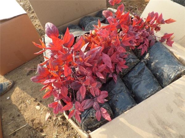 新品推荐——火焰南天竹