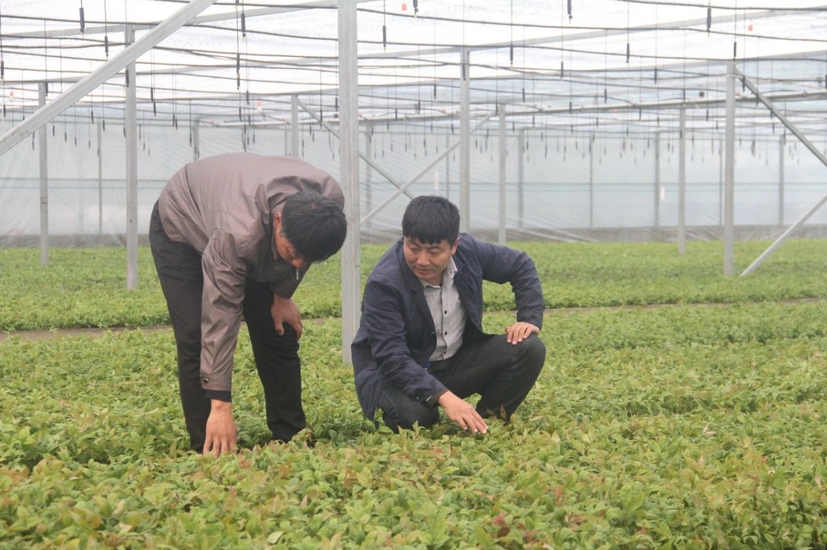 颠覆你想象的彩叶地被植物---火焰南天竹